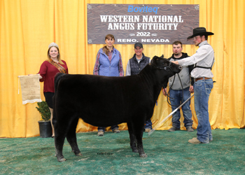 Bred-and-owned Reserve Summer Heifer Calf Champion