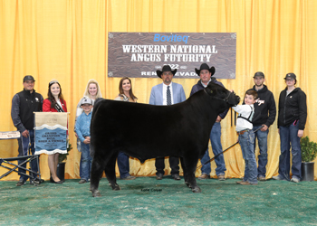 Grand Champion Bred-and-owned Bull