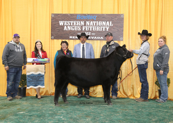 Reserve Grand Champion Bred-and-owned Female