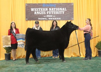 Reserve Junior Heifer Calf Champion - Division 1