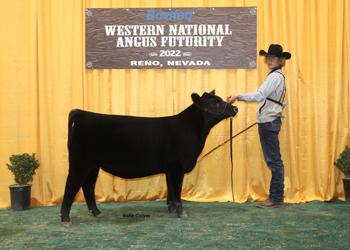 Owned Fall Heifer Calf Champion