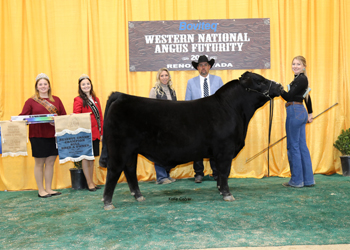 Reserve Grand Champion Bred-and-owned Bull