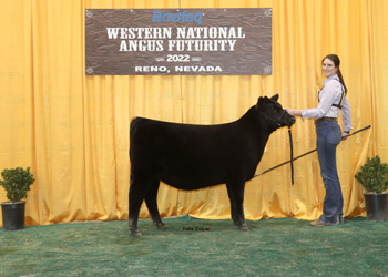 Owned Reserve Fall Heifer Calf Champion
