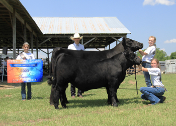 Grand Champion Cow-calf Pair