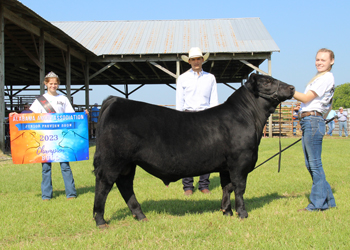 Grand Champion Bull