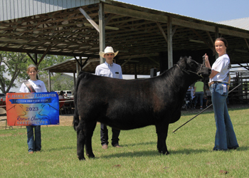 Reserve Grand Champion Owned Female