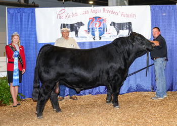 Reserve Senior Champion Bull