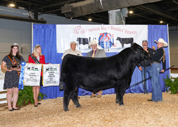 Reserve Grand Champion Bred-and-owned Bull