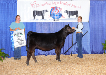 Bred-and-owned Junior Heifer Calf Champion