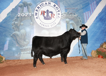 Senior Bull Calf Champion