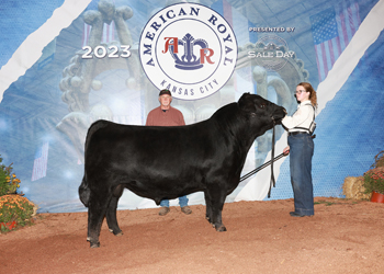 Reserve Junior Champion Bull