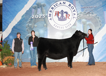 Senior Heifer Calf Champion