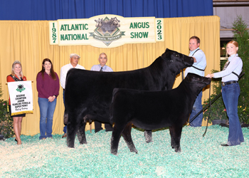 Reserve Junior Champion Heifer