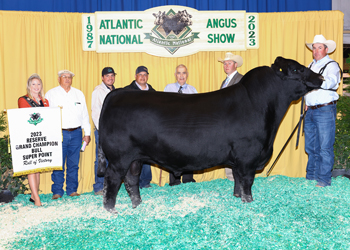 Reserve Grand Champion Bull