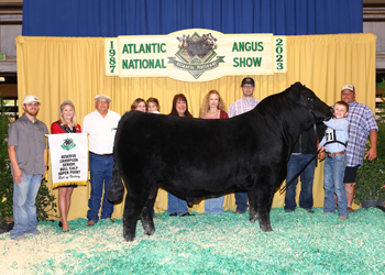 Reserve Senior Bull Calf Champion