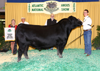 Senior Bull Calf Champion