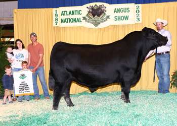 Reserve Junior Champion Bull