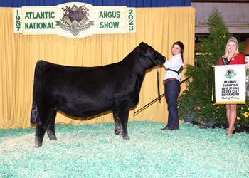 Reserve Late Junior Heifer Calf Champion