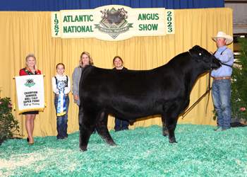 Summer Bull Calf Champion