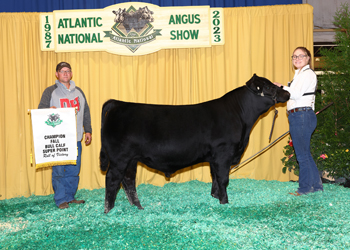 Fall Bull Calf Champion