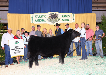 Grand Champion Steer