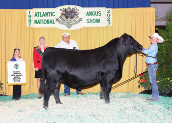 Bred-and-owned Reserve Junior Bull Calf Champion