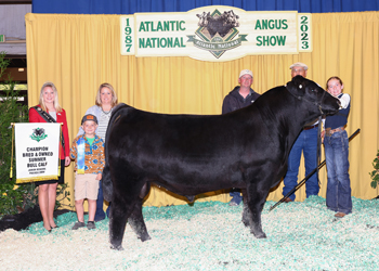 Champion Bred-and-Owned Summer Bull Calf