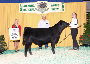 Reserve Champion Bred-and-Owned Fall Bull Calf