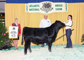 Champion Bred-and-Owned Fall Bull Calf
