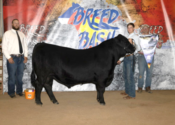 Grand Champion Bred-and-owned Bull