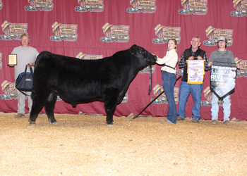 Reserve Grand Champion Bull