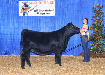 Owned Reserve Late Junior Champion Heifer