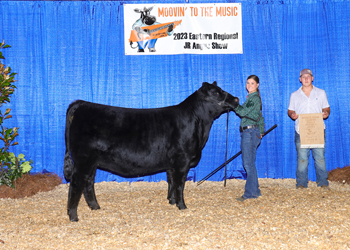 Owned Reserve Early Junior Champion Heifer