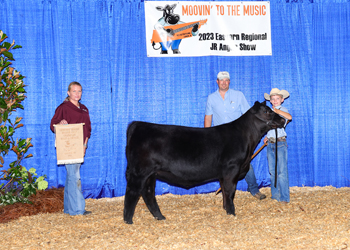 Bred-and-owned Reserve Senior Heifer Calf Champion