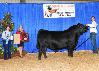 Senior Champion Bull