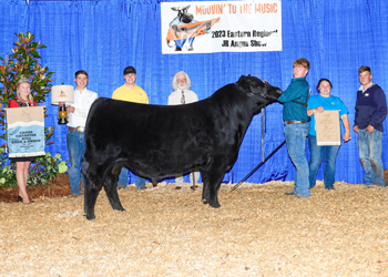 Grand Champion Bred-and-owned Bull