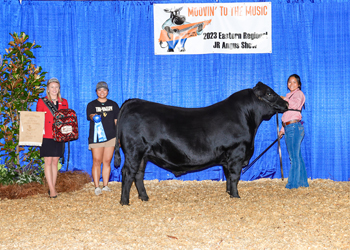 Bred-and-owned Intermediate Champion Bull