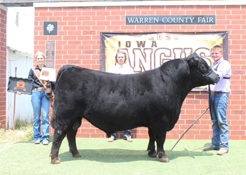 Grand Champion Bred-and-owned Bull