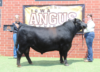 Resereve Senior Champion Bull