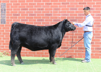 Owned Reserve Intermediate Champion Heifer