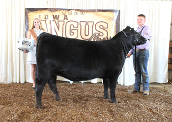 Bred-and-owned Reserve Intermediate Champion Heifer