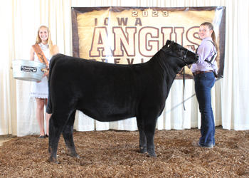 Bred-and-owned Senior Heifer Calf Champion