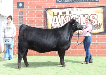 Reserve Early Junior Champion Heifer