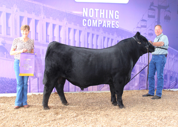 Junior Champion Bull