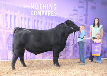 Intermediate Champion Bull