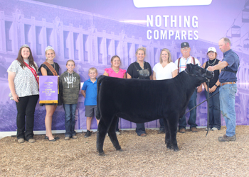 Junior Heifer Calf Champion