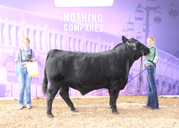 Reserve Intermediate Champion Bull