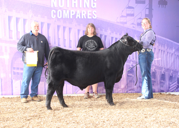 Reserve Junior Bull Calf Champion