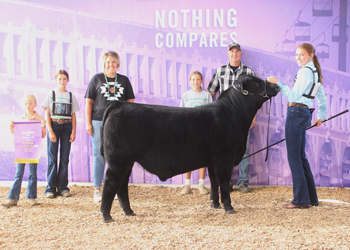 Junior Bull Calf Champion