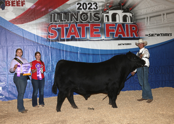 Senior Champion Bull